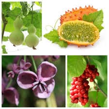 کتاب گیاهان و جانوران